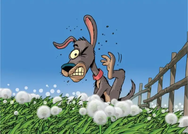 Cocorico : un conte randonnée sur le coq et la ferme. Une lecture rythmée pour enfant qui découvre le kamishibai.